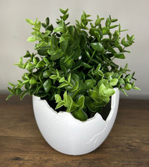 Succulent Arrangement in Cracked Egg Planter – Modern and Elegant Style