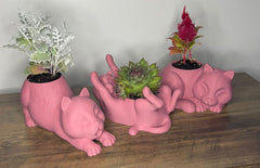 Decorative Cat-Shaped Pots for Succulent Plants – Set of 3