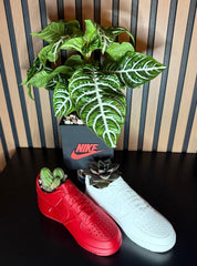 Exclusive Edition Decorative 2 Shoes plus Planter Pot