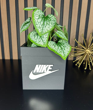 Box Planter Pot 3D  for Indoor Plants -  planter for indoor with Drainage hole