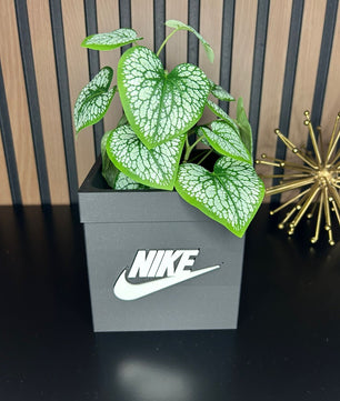 Box Planter Pot 3D  for Indoor Plants -  planter for indoor with Drainage hole