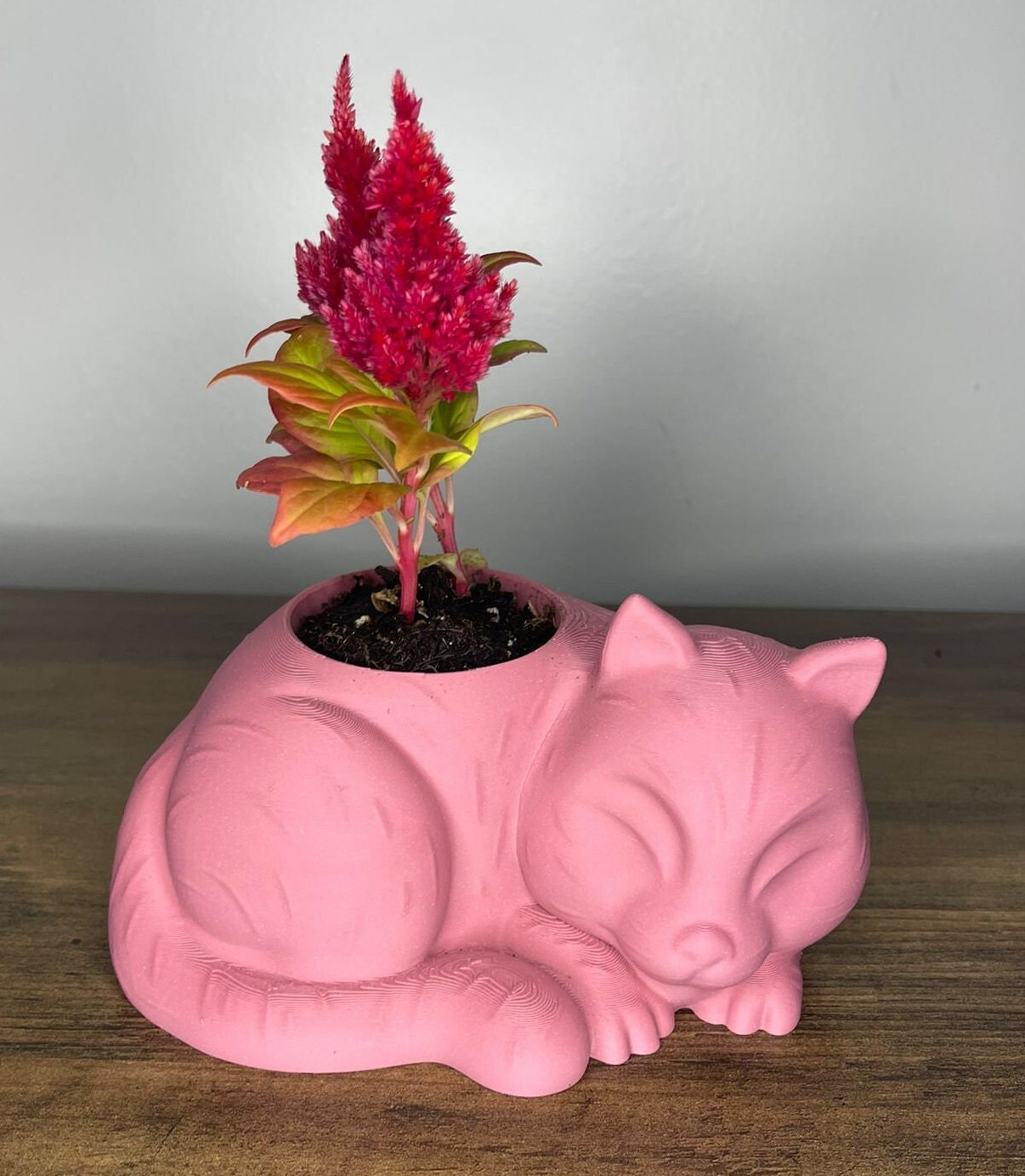 Decorative Cat-Shaped Pots for Succulent Plants – Set of 3