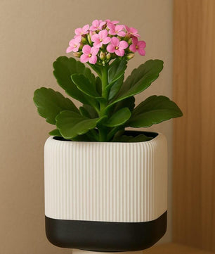 Modern 3D Printed Planter with Drainage Tray