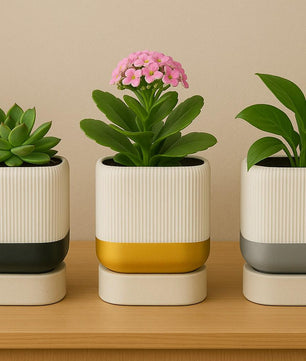 Modern 3D Printed Planter with Drainage Tray