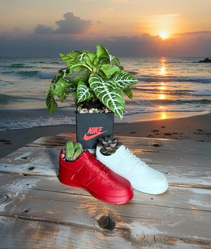 Exclusive Edition Decorative 2 Shoes plus Planter Pot