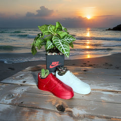 Exclusive Edition Decorative 2 Shoes plus Planter Pot